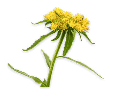 Rhodiola rosea
